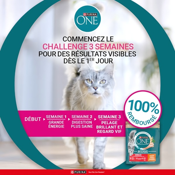 A square ad creative featuring a cat against a branded circular background, outlining a clear three-week progression for pet health improvements.